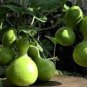 8 PCS Seeds 'Winebibber' Large Spoon Bottle Gourd Edible Organic Vegetable