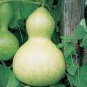 8 PCS Seeds 'Winebibber' Large Spoon Bottle Gourd Edible Organic Vegetable