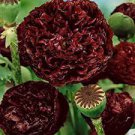 5 PCS Seeds 'Wizths Black' Peony 5 PCS Seeds 'Wizths Black' Peony