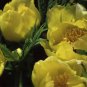 5 PCS Seeds 'Wudao' Big Blooming Wavy Yellow Peony with red edge