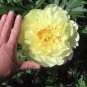 5 PCS Seeds 'Wudao' Big Blooming Wavy Yellow Peony with red edge