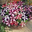 200 PCS Seeds 'Xihe Lv' Fully Green Petunia Annual Flowers