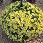 200 PCS Seeds 'Xihe Lv' Fully Green Petunia Annual Flowers