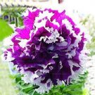 200 PCS Seeds 'Xin Hun' Colorful Petunia