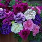 200 PCS Seeds 'Xin Hun' Colorful Petunia