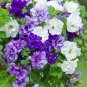 200 PCS Seeds 'Xin Hun' Colorful Petunia