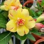 2 PCS Seeds 'Yellow Face' Yellow Desert Rose with Red Stripe Flower