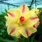 2 PCS Seeds 'Yellow Face' Yellow Desert Rose with Red Stripe Flower