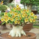 2 PCS Seeds 'Yellow Fragrance' Adenium Desert Rose 2 PCS Seeds 'Yellow Fragrance' Adenium Desert Rose