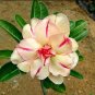 2 PCS Seeds 'Yellow Fragrance' Adenium Desert Rose