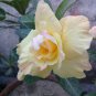 2 PCS Seeds 'Yellow Fragrance' Adenium Desert Rose