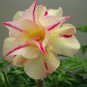 2 PCS Seeds 'Yellow Fragrance' Adenium Desert Rose