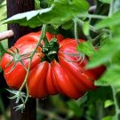 100 PCS Seeds 'Zapotec Ruffled' Old Rare Mexican Organic Heirloom Tomato 100 PCS Seeds 'Zapotec Ruffled' Old Rare Mexican Organic Heirloom Tomato