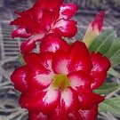 2 PCS Seeds 'Zhu Erdu' Pink Dark Red Adenium Desert Rose 2 PCS Seeds 'Zhu Erdu' Pink Dark Red Adenium Desert Rose