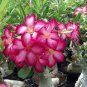 2 PCS Seeds 'Zhu Erdu' Pink Dark Red Adenium Desert Rose