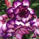 2 PCS Seeds 'Zi Shengnv' Adenium Desert Rose 2 PCS Seeds 'Zi Shengnv' Adenium Desert Rose