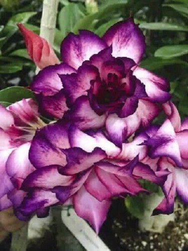 2 PCS Seeds 'Zi Shengnv' Adenium Desert Rose