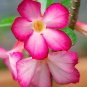 2 PCS Seeds 'zi xia xian zi' Adenium Desert Rose