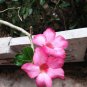 2 PCS Seeds 'zi xia xian zi' Adenium Desert Rose