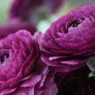 20 PCS Seeds 'Zi Yuren' Dark Purple Ranunculus Asiaticus Perennial Flower