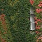 100 PCS Seeds 5 Colors Green Boston Ivy Seeds Ivy Grass