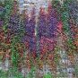 100 PCS Seeds 5 Colors Green Boston Ivy Seeds Ivy Grass