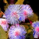 100 PCS Seeds 6 Colors Yellow Pink Red Mimosa Pudica Bonsai