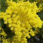100 PCS Seeds 6 Colors Yellow Pink Red Mimosa Pudica Bonsai