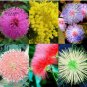 100 PCS Seeds 6 Colors Yellow Pink Red Mimosa Pudica Bonsai