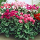 180 PCS Seeds 6 Types Cyclamen Flowers 180 PCS Seeds 6 Types Cyclamen Flowers