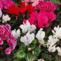 180 PCS Seeds 6 Types Cyclamen Flowers