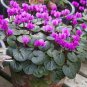 180 PCS Seeds 6 Types Cyclamen Flowers