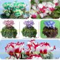 180 PCS Seeds 6 Types Cyclamen Flowers