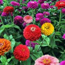 50 PCS Seeds 6 Types Of Colourful Zinnia Flowers Seeds Perennial Home