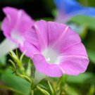 50 PCS Seeds Ipomoea Nil Morning Glory Flower