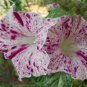50 PCS Seeds Ipomoea Nil Morning Glory Flower