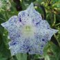 50 PCS Seeds Ipomoea Nil Morning Glory Flower