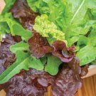 1 PCS Seeds Lettuce Purple Red Green Vegetables 1 PCS Seeds Lettuce Purple Red Green Vegetables