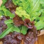 1 PCS Seeds Lettuce Purple Red Green Vegetables