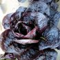 1 PCS Seeds Lettuce Purple Red Green Vegetables
