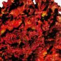 1 PCS Seeds Lettuce Purple Red Green Vegetables