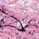 20 PCS Seeds Japanese Pink Cherry Blossom Sakura Tree