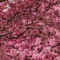 20 PCS Seeds Japanese Pink Cherry Blossom Sakura Tree