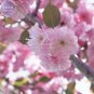 20 PCS Seeds Japanese Pink Cherry Blossom Sakura Tree