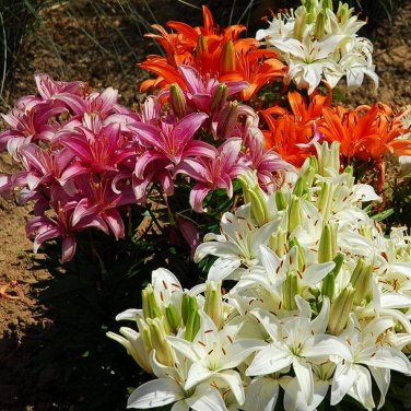 20 PCS Seeds Day Lily Flower Vegetables