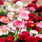 50 PCS Seeds 21 Types Bellis Perennis Flower