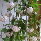 20 PCS Seeds 24 Color Available Rare Ball Orchid Flower Bonsai 20 PCS Seeds 24 Color Available Rare Ball Orchid Flower Bonsai