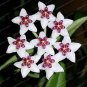 20 PCS Seeds 24 Color Available Rare Ball Orchid Flower Bonsai