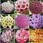 20 PCS Seeds 24 Color Available Rare Ball Orchid Flower Bonsai
