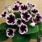 200 PCS Seeds 24 Color Imported Gloxinia Plant